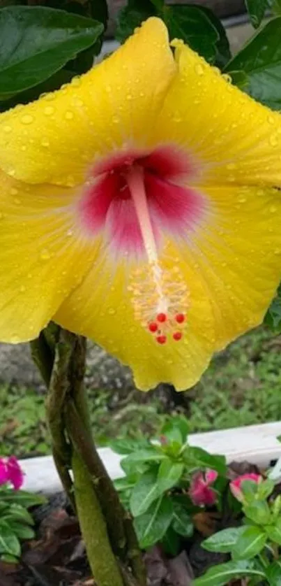 Yellow hibiscus flower with red center and raindrops, surrounded by leaves