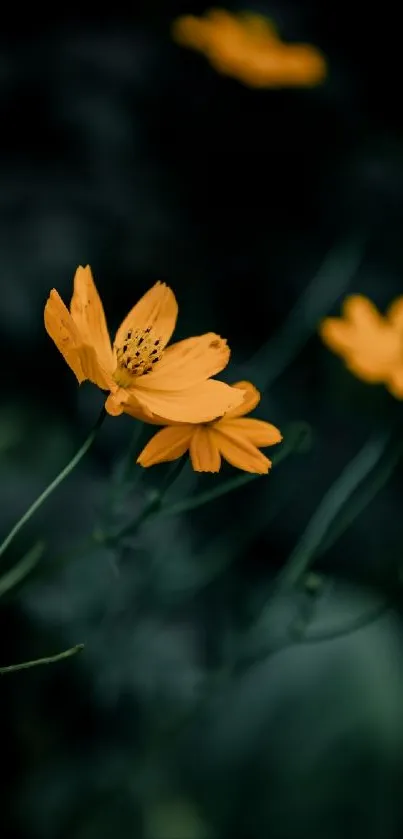 Yellow flowers with dark green background wallpaper