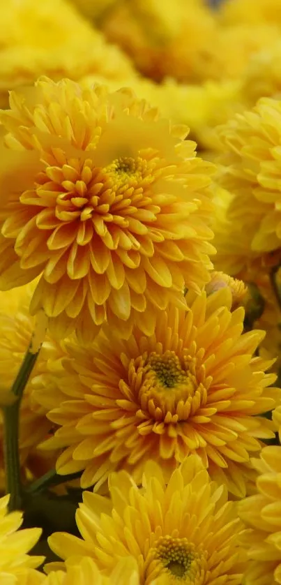 Vibrant yellow chrysanthemums in full bloom close-up wallpaper.