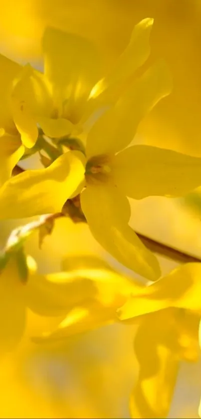 Close-up of vibrant yellow flowers.
