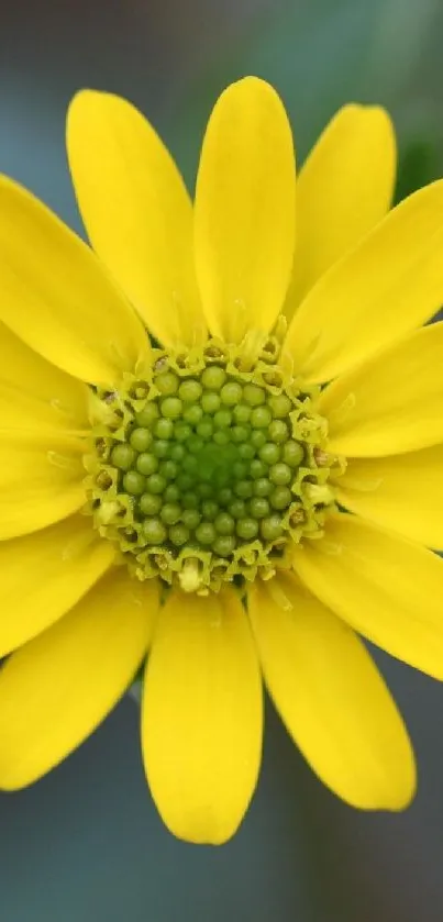 Yellow flower close-up with green center.