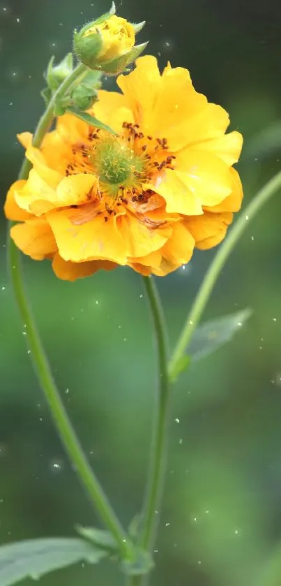 Vibrant yellow flower with green stems in a natural setting.