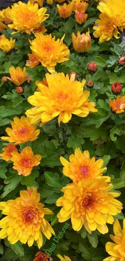 Bright yellow chrysanthemums with lush green leaves.