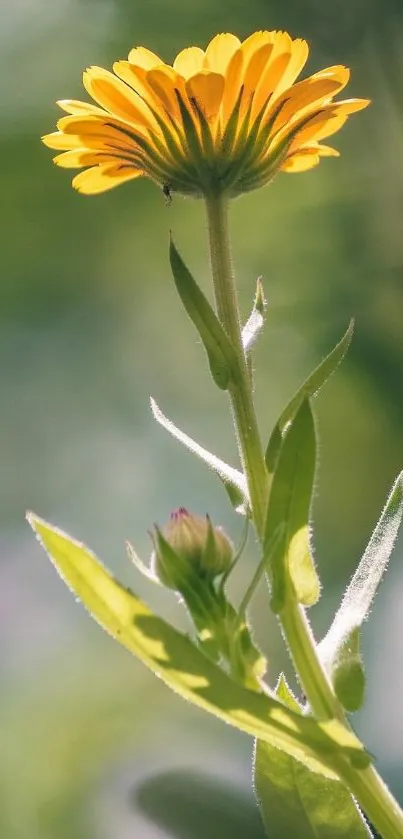 Close-up of a vibrant yellow flower with a green blurred background.