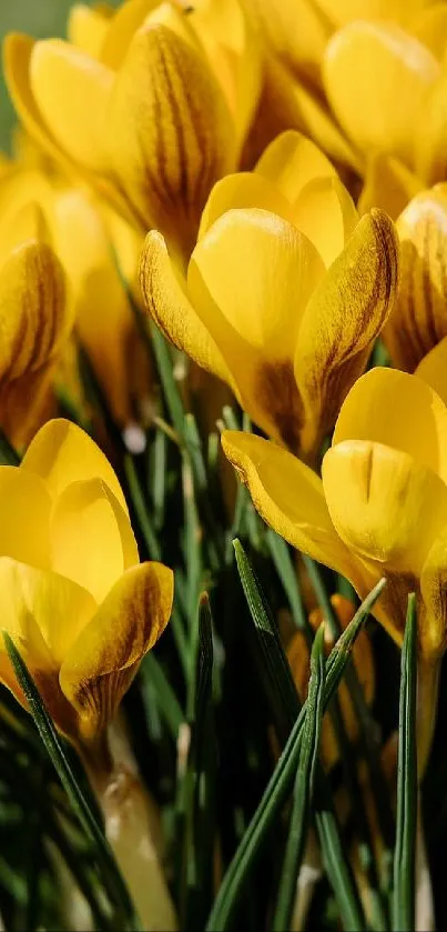 A close-up of vibrant yellow flowers in bloom.