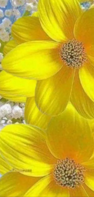 Vibrant yellow flowers with white background blooms.