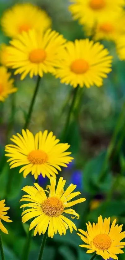 Bright yellow flowers with green leaves, perfect for wallpaper.