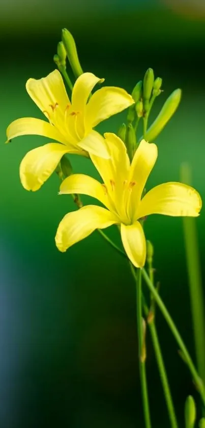 Yellow lilies with green background, perfect for nature-themed wallpaper.