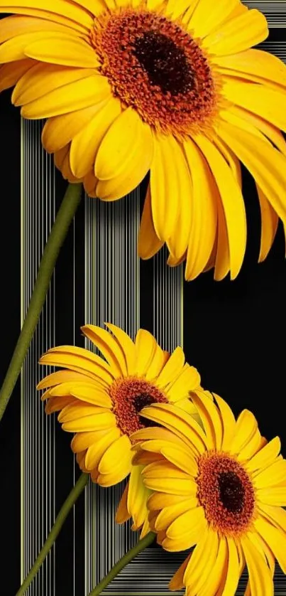 Vibrant yellow flowers on a sleek black background, perfect for mobile wallpaper.