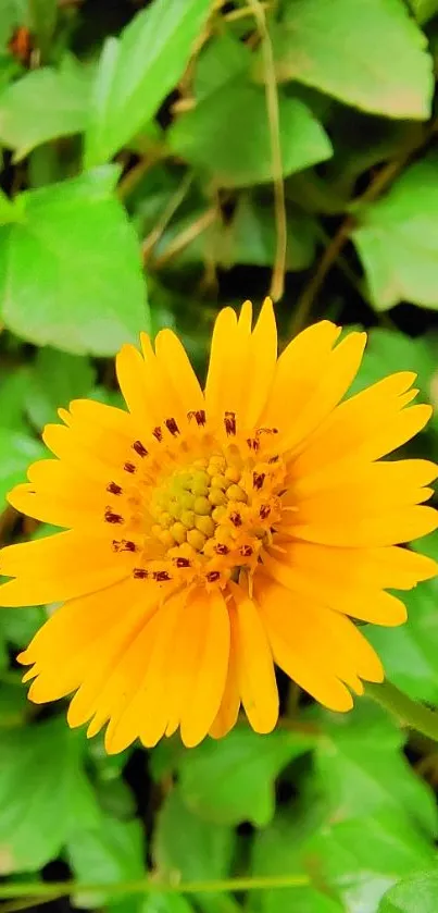 Vibrant yellow daisy with green leaves wallpaper.