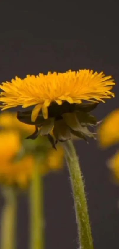 Close-up of vibrant yellow flower on a dark background mobile wallpaper.