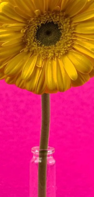 Yellow daisy with pink background mobile wallpaper.