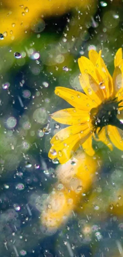 Yellow flower with raindrops on mobile wallpaper.