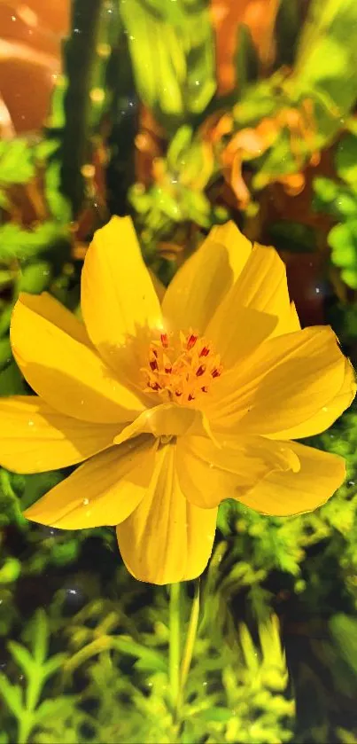 Bright yellow flower with green background.