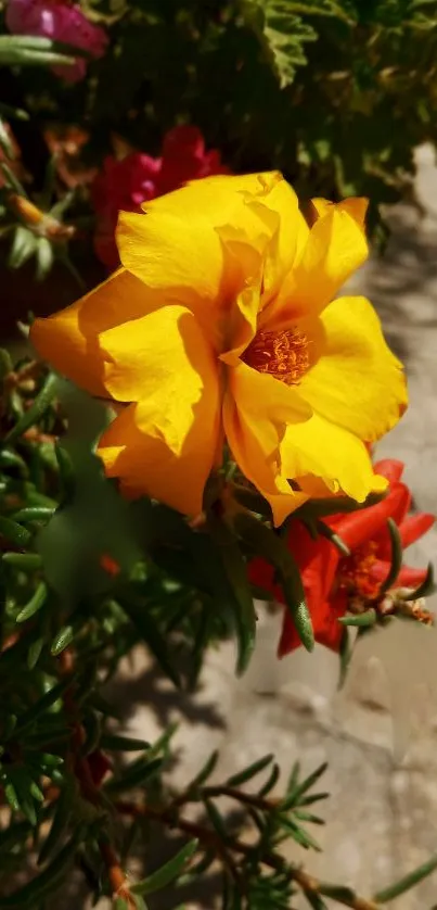 Close-up of vibrant yellow flower amid lush greenery.