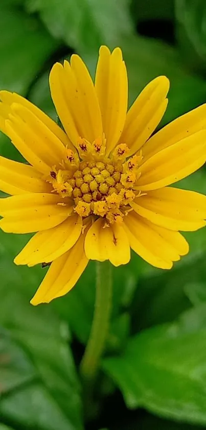 Vibrant yellow flower with green leaves background.