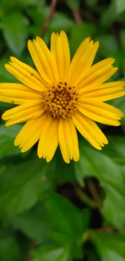 Close-up of a vibrant yellow flower with green leaves background.