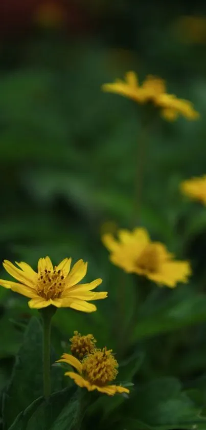 Yellow flowers with green leaves in a serene nature setting.