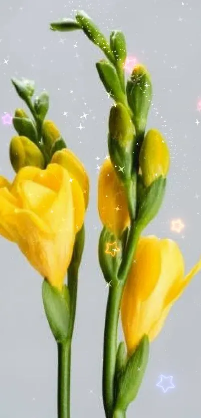 Yellow freesia flowers on a gray background for mobile wallpaper.