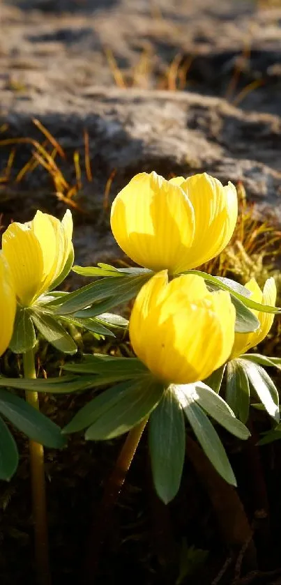 Yellow flowers with green leaves in sunlight, set against a rocky background.