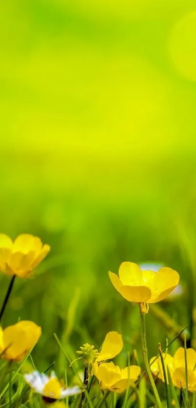 Vibrant yellow flowers in a lush green field, perfect for phone wallpaper.