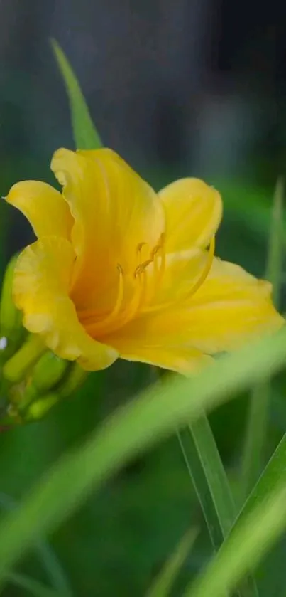 Close-up of a vibrant yellow flower with green leaves.