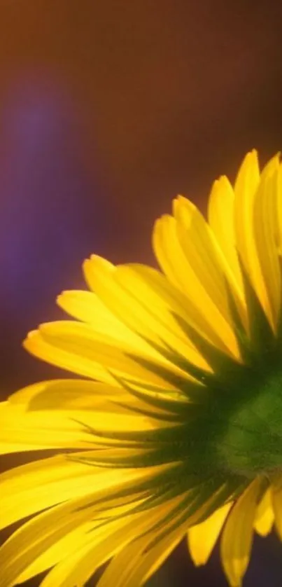 Vibrant yellow flower with green stem against a blurred background.