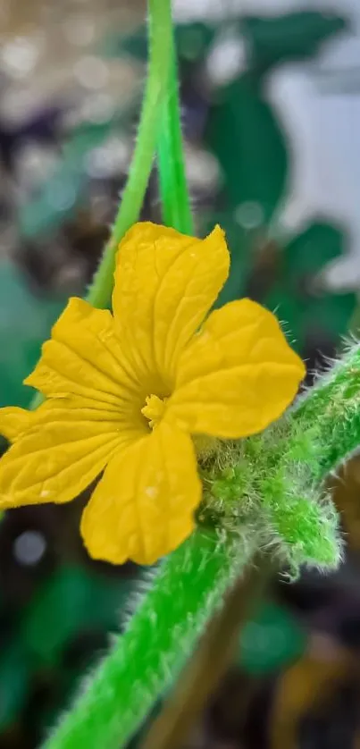 Close-up of a vibrant yellow flower with green stem on a blurred background.