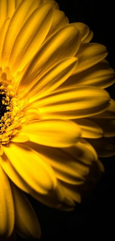 Close-up of vibrant yellow daisy on dark background wallpaper.