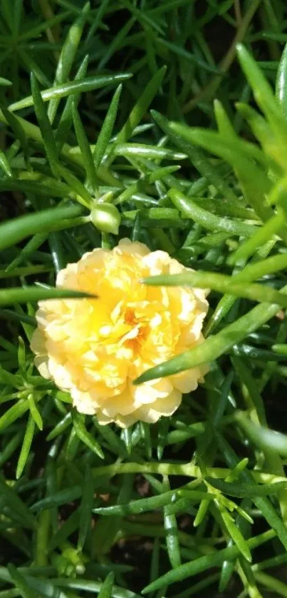 Close-up of a yellow flower with green leaves in the background.