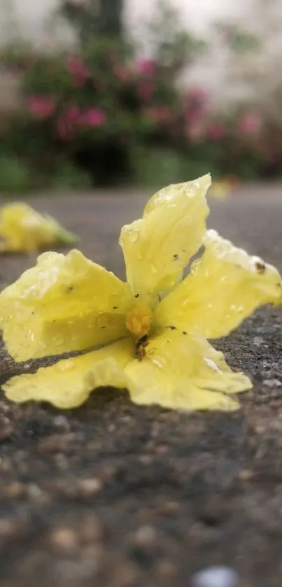 Close-up of a vibrant yellow flower on a rustic path background.