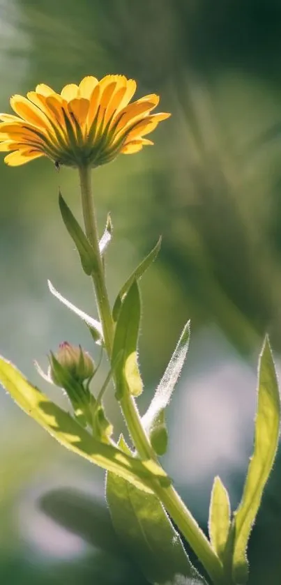 Yellow flower with green leaves in natural light, perfect for mobile wallpaper.