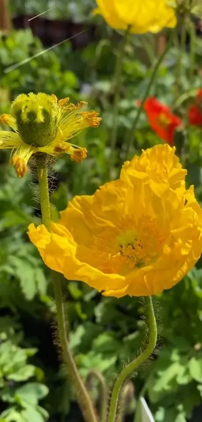 Close-up of a vibrant yellow flower in a garden setting.