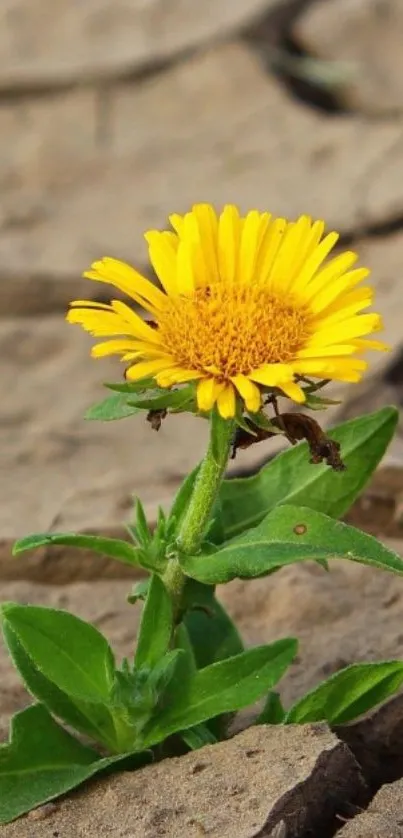 Yellow flower growing in cracked soil, vibrant nature wallpaper.