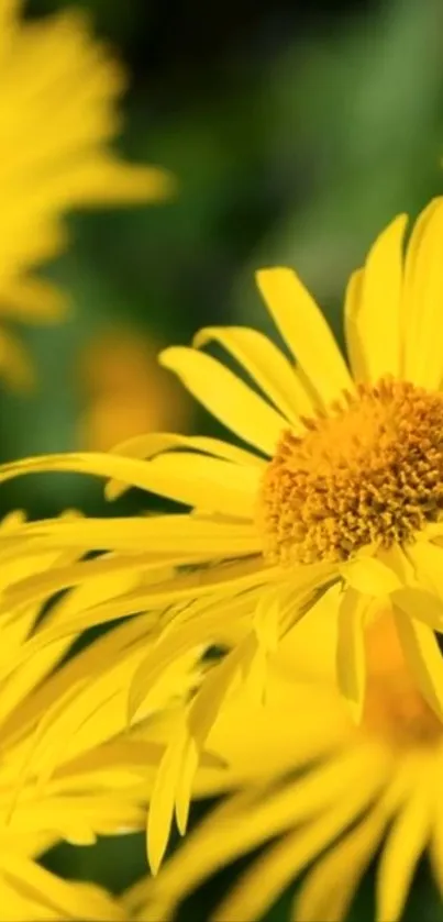 Close-up of vibrant yellow flowers with green background.