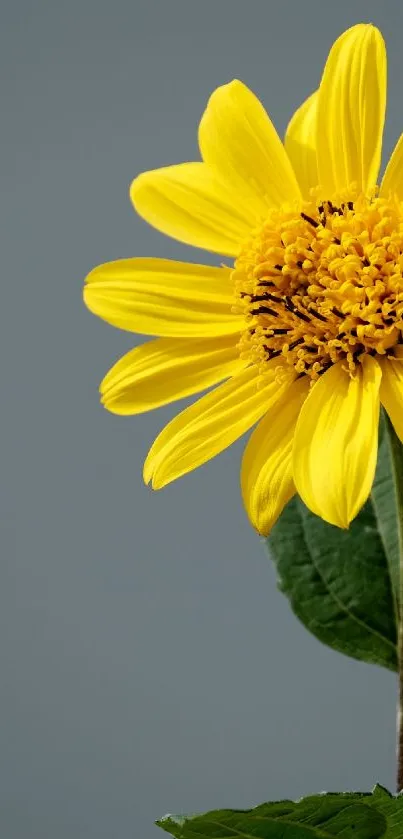 A bright yellow flower with green leaves on a gray background.