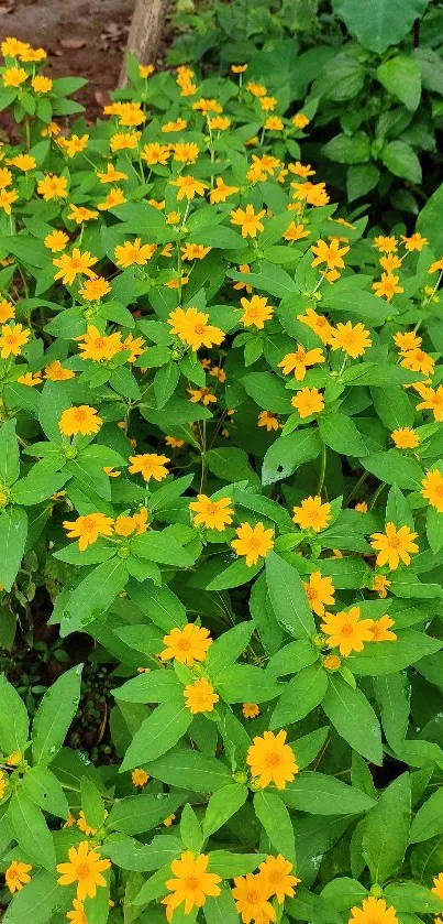 Vibrant yellow flowers with green leaves in a garden setting wallpaper.