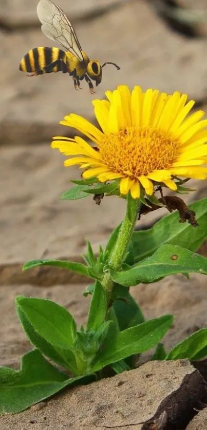 Bee approaching vibrant yellow flower against cracked earth background.