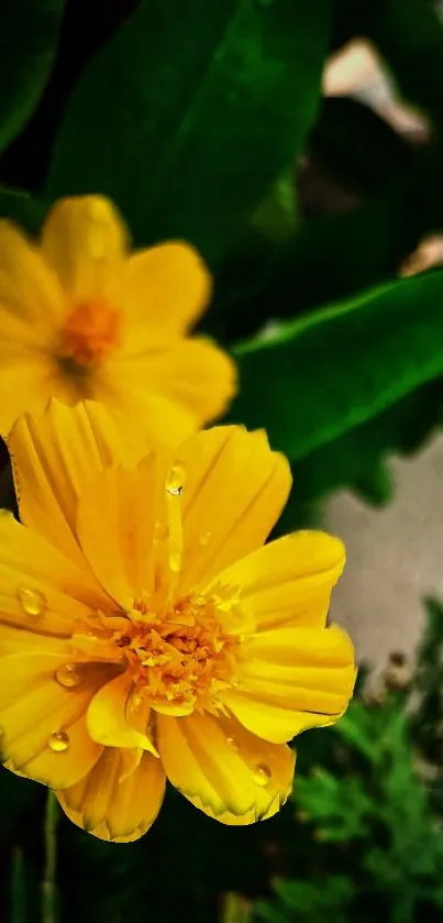Close-up of vibrant yellow flowers with lush green leaves.
