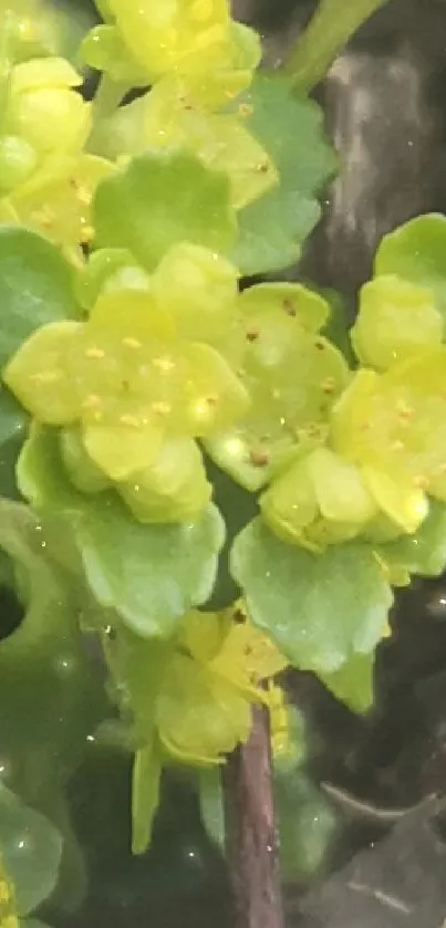 Yellow flowers amid green leaves and twigs in natural setting.