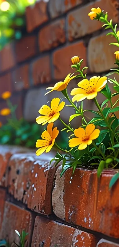 Yellow flowers blooming on a brick wall background.