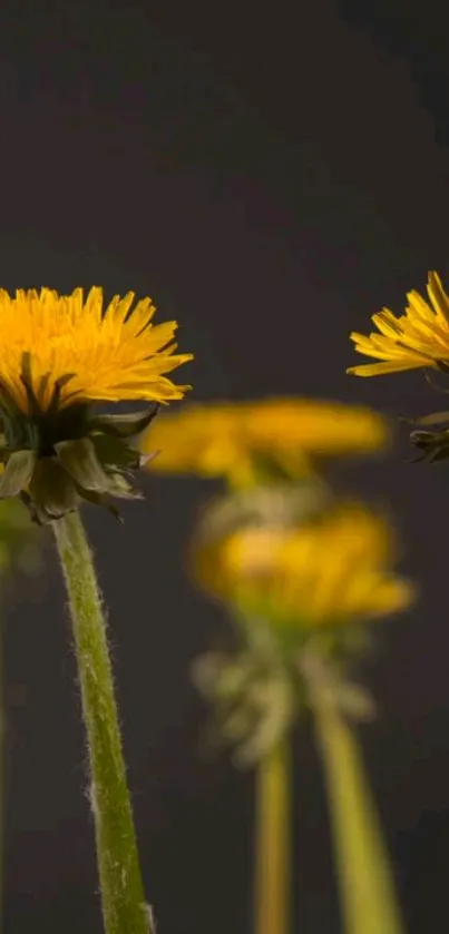 Vibrant yellow flowers against a dark background on a mobile wallpaper.