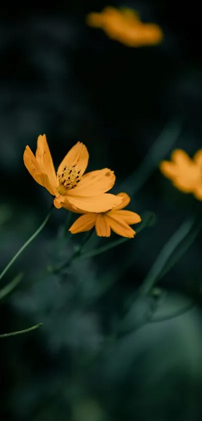 Vibrant yellow flowers on dark background, creating a serene aesthetic.