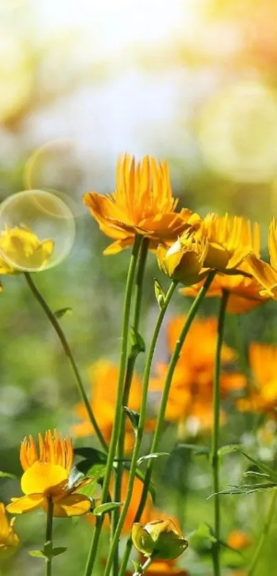 Vibrant yellow flowers under bright sunlight creating a cheerful mobile wallpaper.