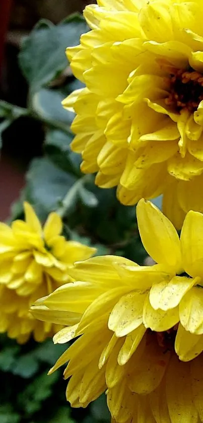 Vibrant yellow flowers with green leaves.