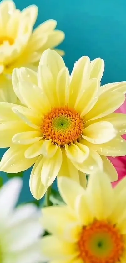 Yellow flowers with turquoise background