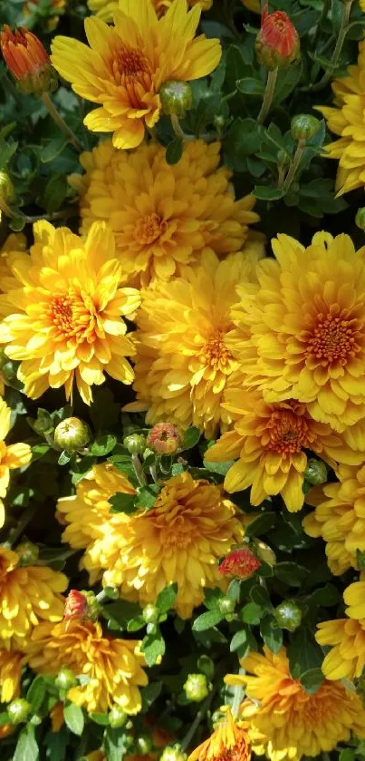 Bright yellow flowers with green leaves wallpaper.