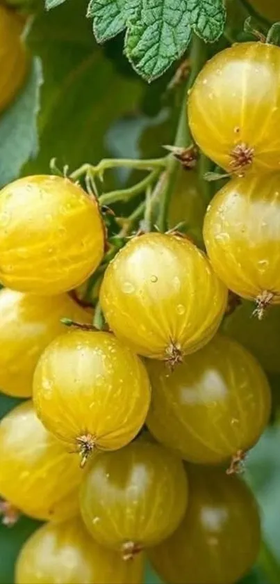 Cluster of vibrant yellow gooseberries hanging on a branch.