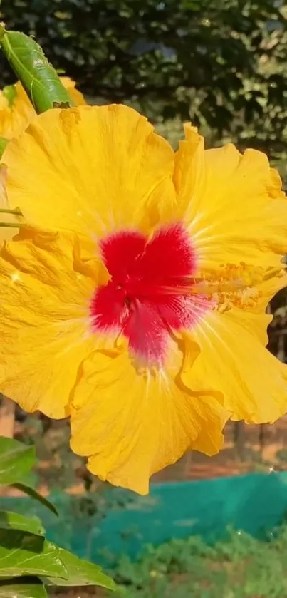 Yellow hibiscus with red center against greenery.