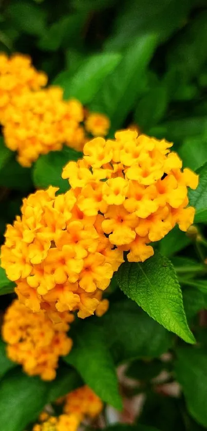 Yellow lantana flowers with green leaves background.